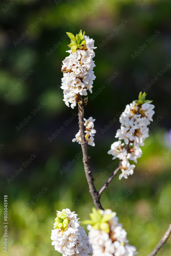 Blossom of Daphne mezereum white (Ordinary or deadly wolfberry , or common wolfberry , or Wolf berries, or Plokhovets , or Pukhlyak ) in early spring Blossom of Daphne mezereum white (Ordinary or deadly wolfberry , or common wolfberry , or Wolf berries, or Plokhovets , or Pukhlyak ) in early spring