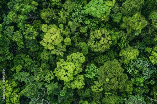 A high-angle aerial view of a dense green forest canopy being inspected by drones for health assessments © Ilia Nesolenyi