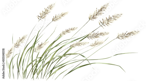 Foxtail field plant. Botanical vintage drawing