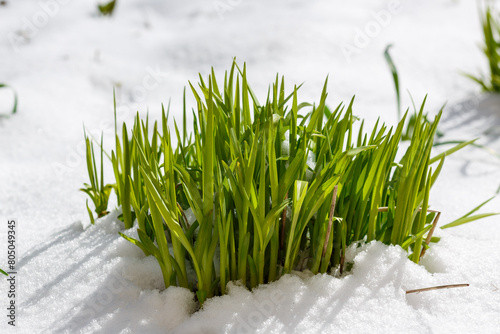 Bright green young shoots of plants in the snow in early spring