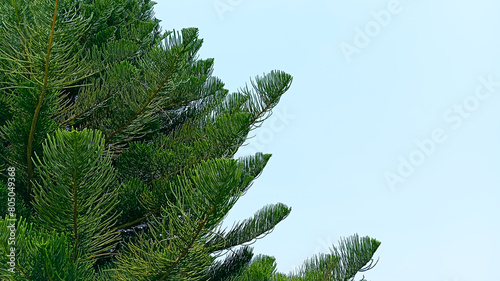 branches of a fir tree