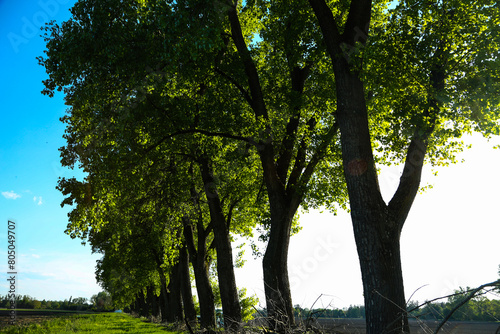 Poplar avenue in Feldmoching, Munich, blue sky photo