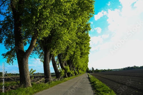 Poplar avenue in Feldmoching, Munich, blue sky photo