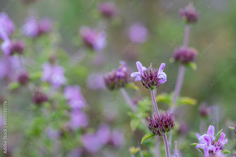 Aromatic and medicinal plant thyme plant and its flower in its natural environment in Yamanlar Mountain, Izmir. Aromatic and medicinal plant thyme plant and its flower in its natural environment in Yamanlar Mountain, Izmir.