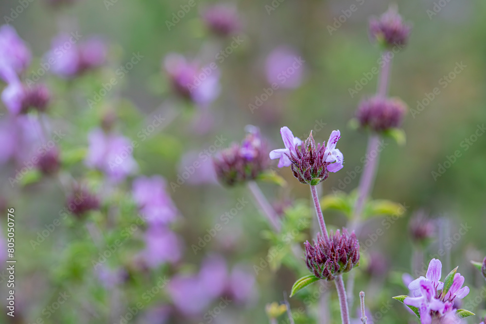 Aromatic and medicinal plant thyme plant and its flower in its natural environment in Yamanlar Mountain, Izmir.