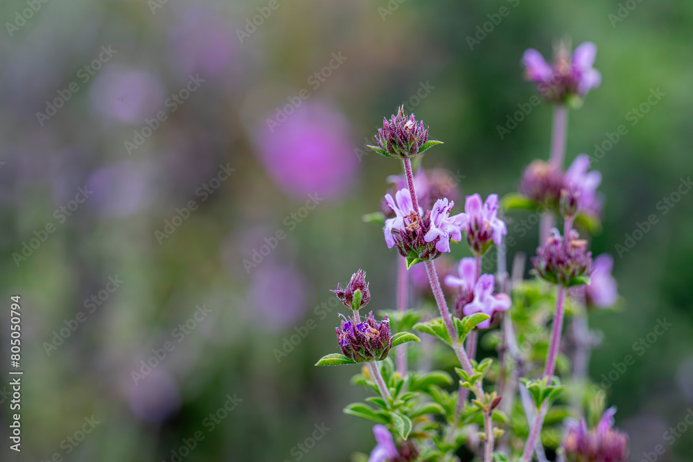 Aromatic and medicinal plant thyme plant and its flower in its natural environment in Yamanlar Mountain, Izmir. Aromatic and medicinal plant thyme plant and its flower in its natural environment in Yamanlar Mountain, Izmir.