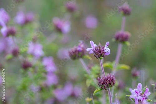 Aromatic and medicinal plant thyme plant and its flower in its natural environment in Yamanlar Mountain, Izmir.