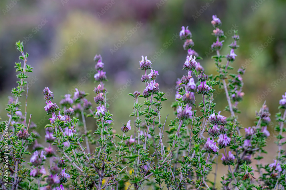 Obraz premium Aromatic and medicinal plant thyme plant and its flower in its natural environment in Yamanlar Mountain, Izmir.