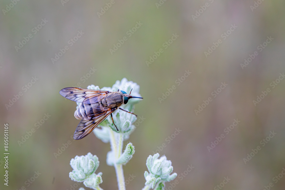 Large brown horsefly (Horsefly, Tabanus) on the plant Large brown horsefly (Horsefly, Tabanus) on the plant