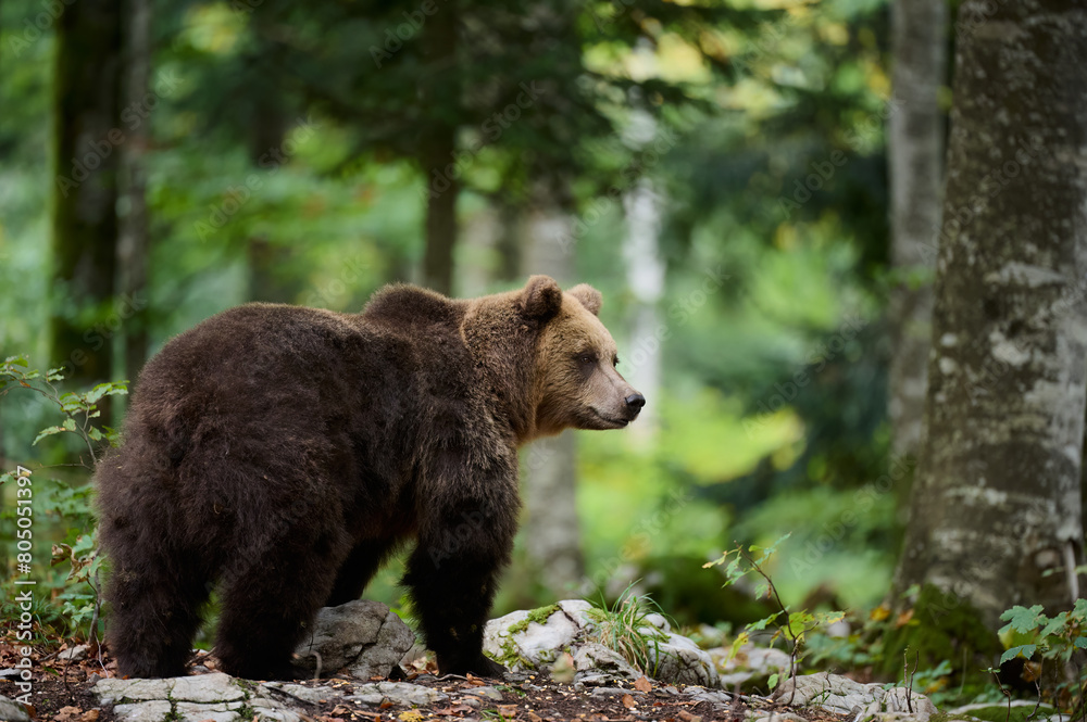 Fototapeta premium A Brown Bear Amidst European Wilderness