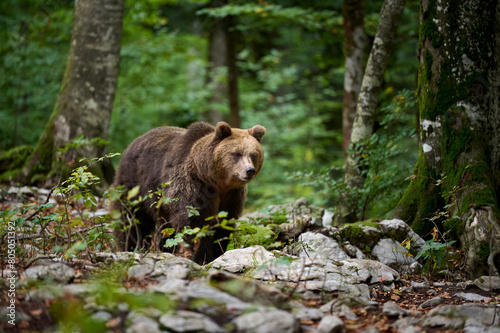 A Brown Bear Amidst European Wilderness