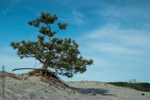 drzewo iglaste rosnące samotnie na piasku,  na tle nieba.