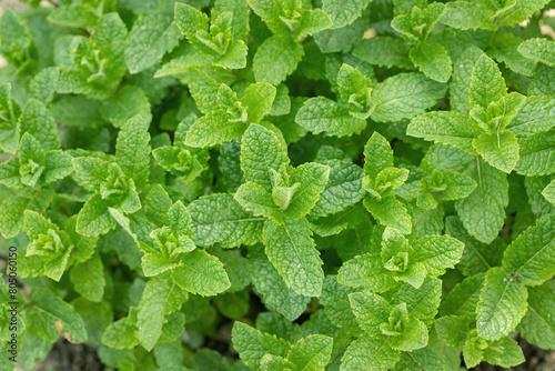 Foto Bush of Moroccan mint with fresh green shoots and leaves.