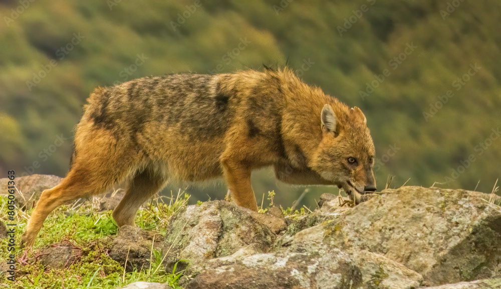 Golden Jackal in a natural habitat Golden Jackal in a natural habitat