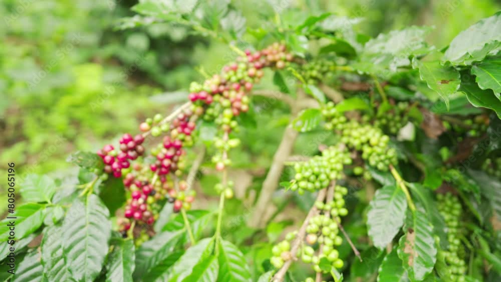 Dolly in, arabica coffee plant laden with cherries or berries from unripe green to ripe red fruits, crop abundance Dolly in, arabica coffee plant laden with cherries or berries from unripe green to ripe red fruits, crop abundance