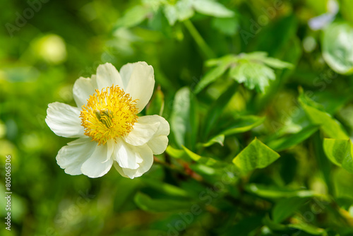 Fototapeta Naklejka Na Ścianę i Meble -  blooming paeonia emodi flower in spring