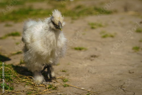 A fluffy white Silkie chicken wanders alone on a dirt patch, looking curious and alert.