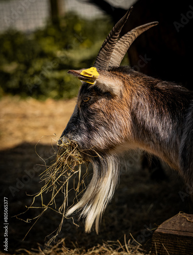 A brown and white goat chews on a mouthful of hay in a farm enclosure, showcasing rural life.