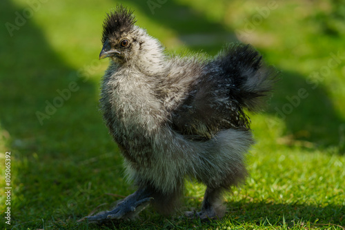 A young fluffy gray Silkie chick explores a vibrant green grassy area under sunlight.