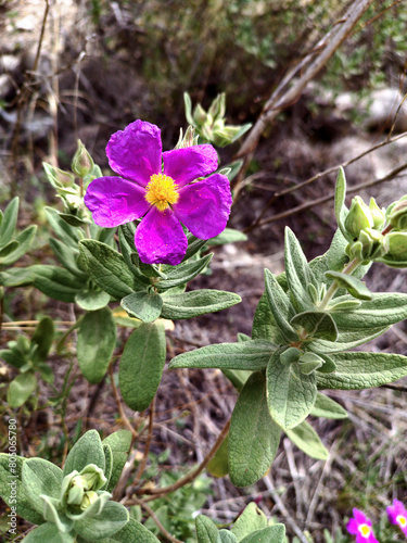 White rockrose flower, scientific name Cistus albidus.
