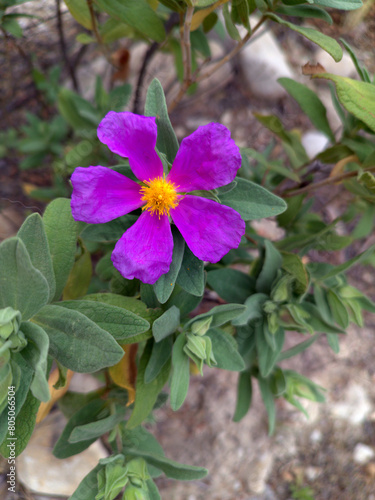 White rockrose flower, scientific name Cistus albidus.