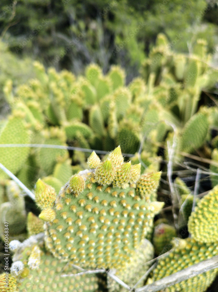 Cactus microdasys Lehm, scientific name Opuntia microdasys. Cactus microdasys Lehm, scientific name Opuntia microdasys.