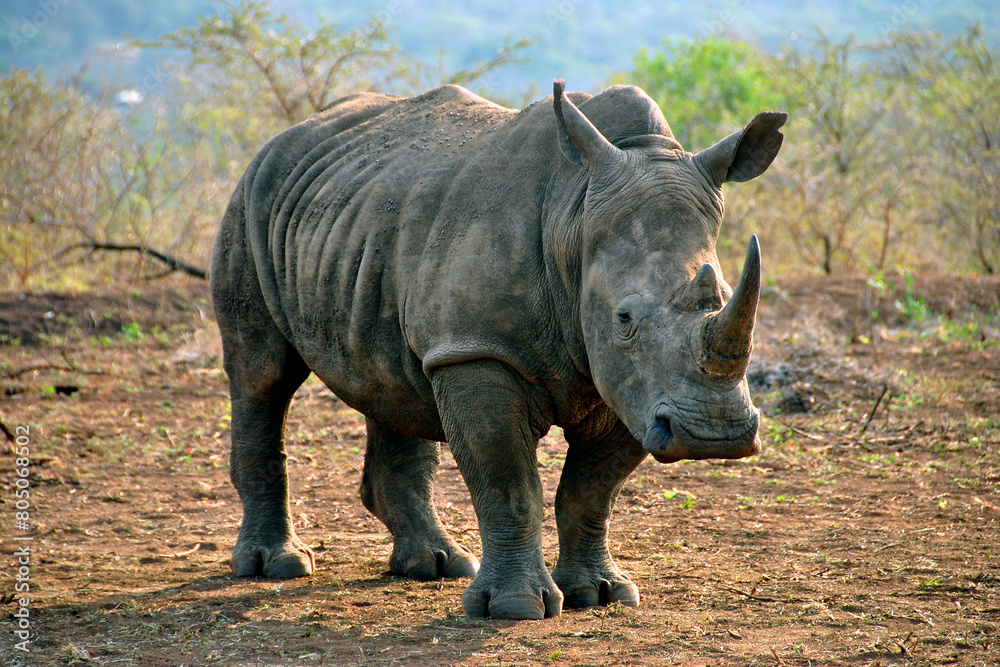 Obraz premium White rhinoceros Rhino Zulu Nyala Game Reserve South Africa