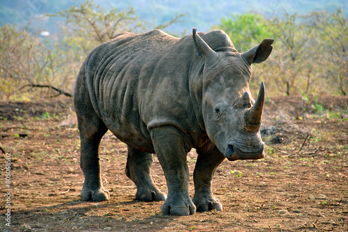 White rhinoceros Rhino Zulu Nyala Game Reserve South Africa