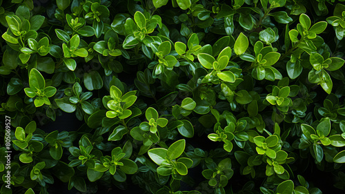 a green hedge with small plants on it, in the style of decorative backgrounds photo