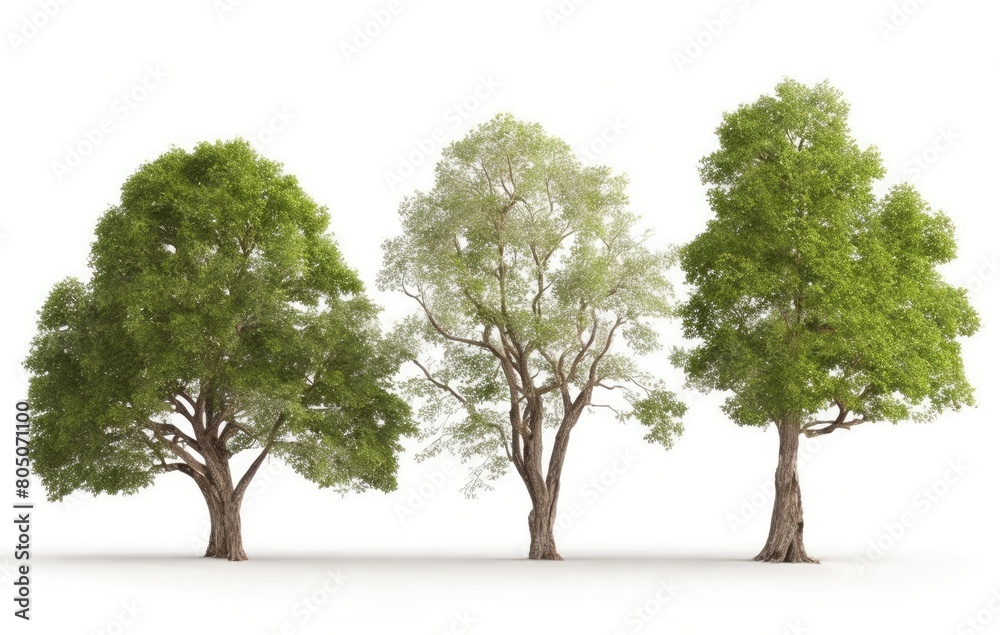 Group trees isolated on white background.