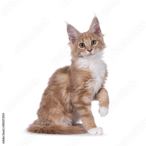 Cute creme with white Maine Coon cat kitten, sitting up side ways with one paw elegant in air. Looking towards camera. Isolated on a white background.
