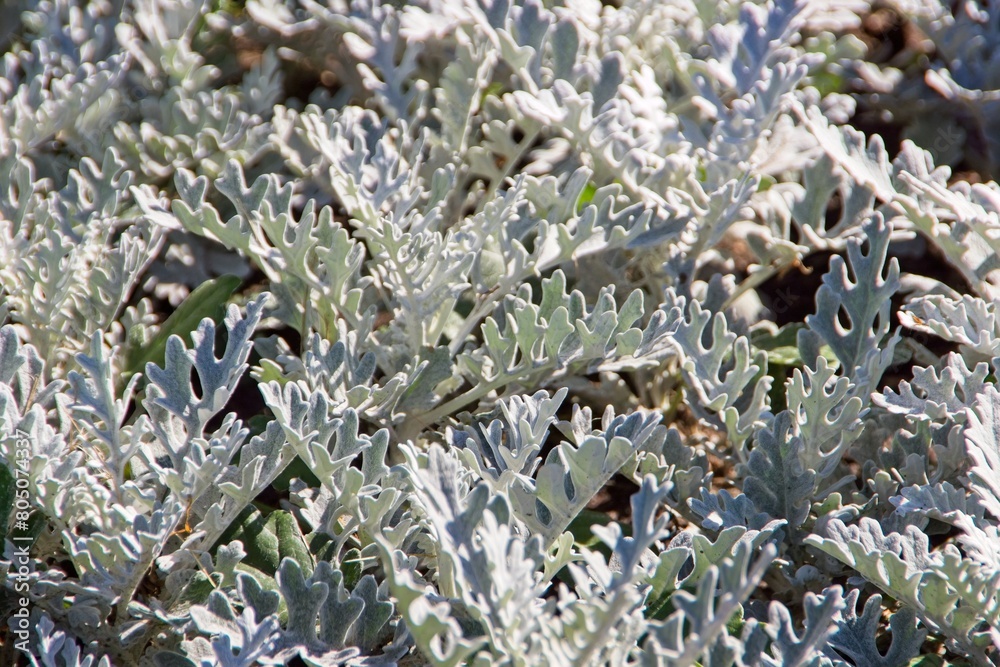 Silvery cineraria forms a dense carpet on the city lawn. Silvery cineraria forms a dense carpet on the city lawn.
