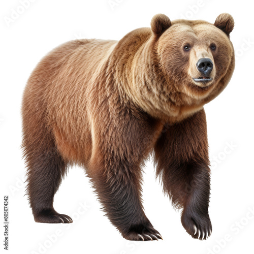 brown bear isolated on transparent background cutout © Papugrat