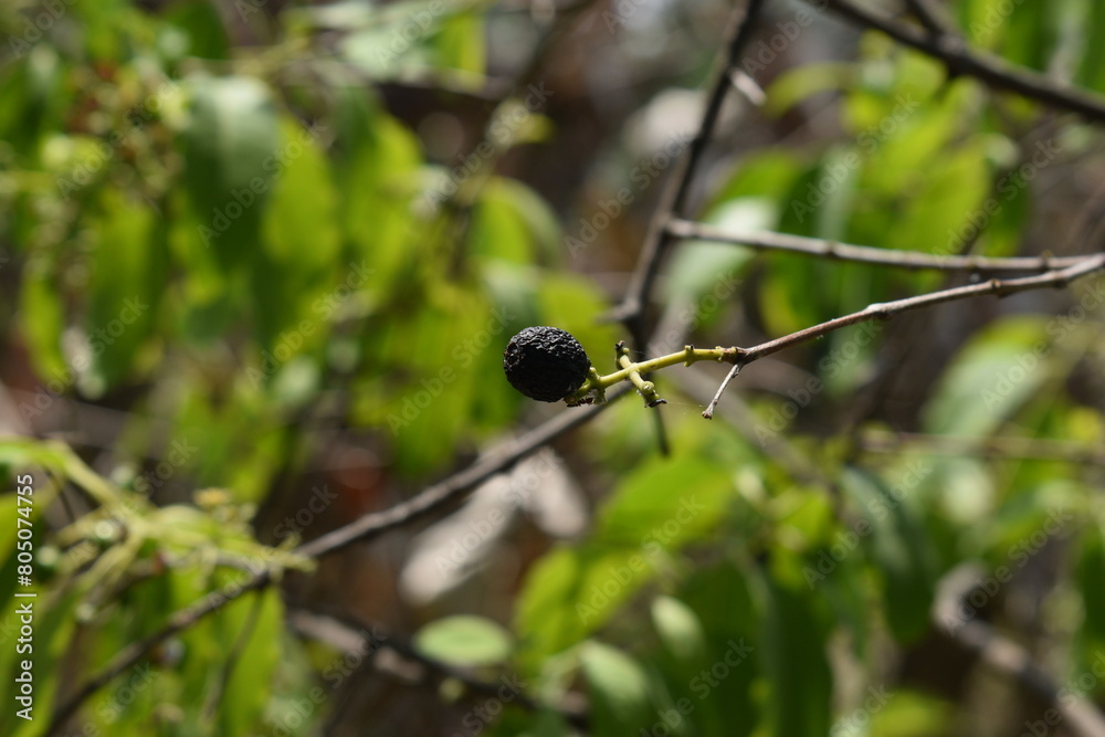 A dried black sandalwood fruit with green Santalum album leaves with a blurred background A dried black sandalwood fruit with green Santalum album leaves with a blurred background