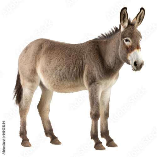 donkey isolated on transparent background cutout
