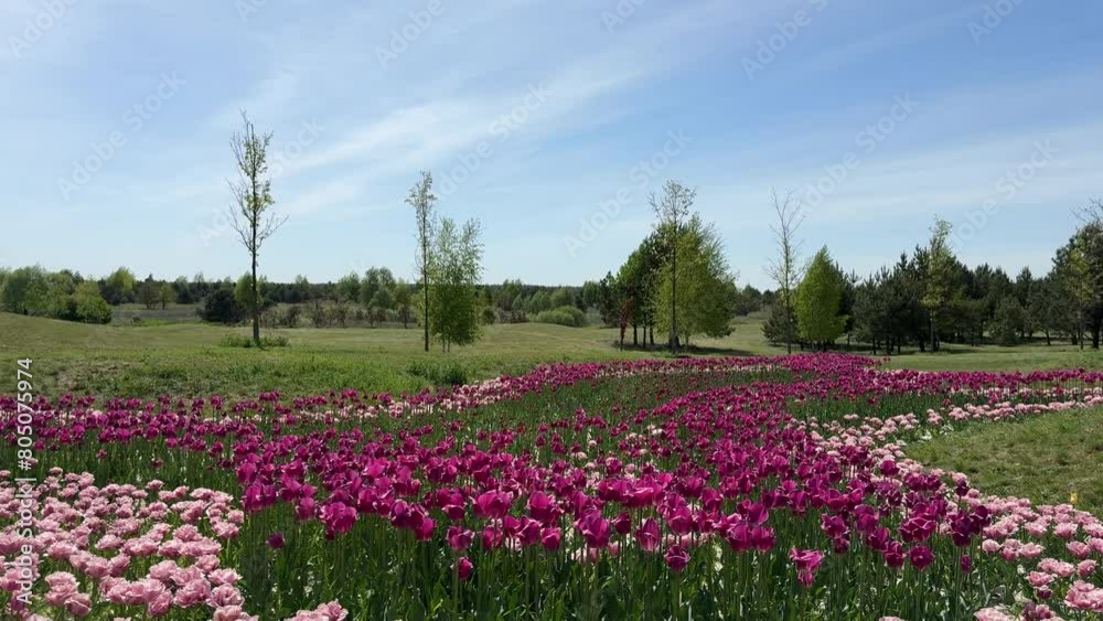 Beautiful tulips flower bed pink blossom in the park. Beautiful tulips flower bed pink blossom in the park.
