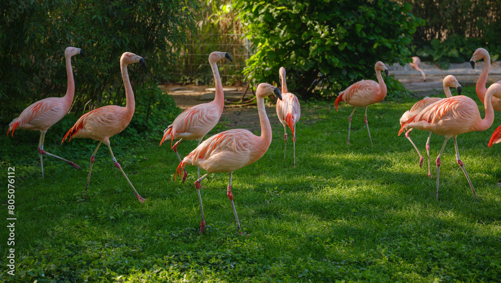 Pink Flamingo at Frankfurt Zoo, sunset time Pink Flamingo at Frankfurt Zoo, sunset time