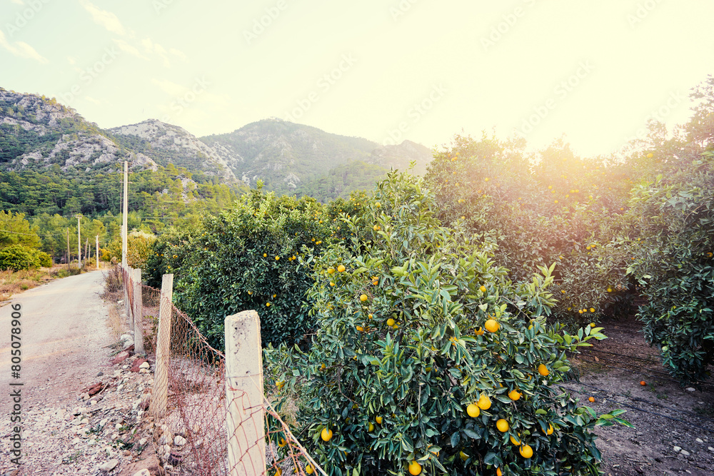 Fototapeta premium Beautiful landscape with oranges garden and mountains.