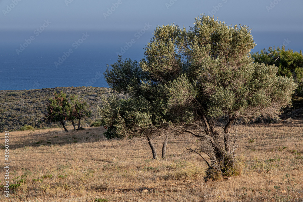 Fototapeta premium View of the Meland plateau, above Melanda Beach, adjacent east of Pissouri Bay and Pissouri Village, Limassol, Cyprus
