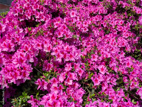 Pink flowers of azalea in full bloom in spring. Intense bright pink color. A beautiful spring scene. Rhododendron simsii