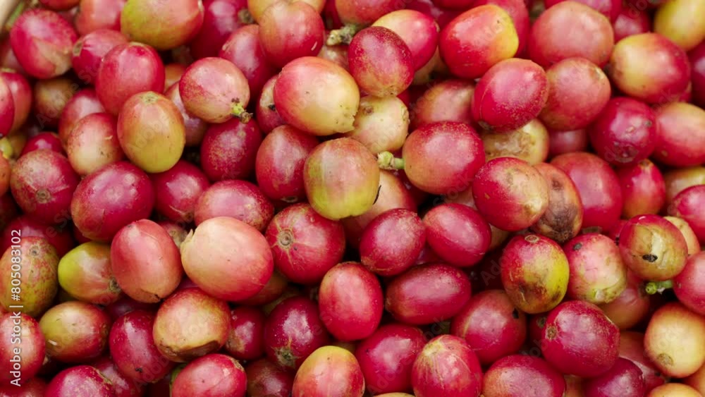 Close-up of freshly harvested arabica coffee cherries, ripe red berries rotating Close-up of freshly harvested arabica coffee cherries, ripe red berries rotating