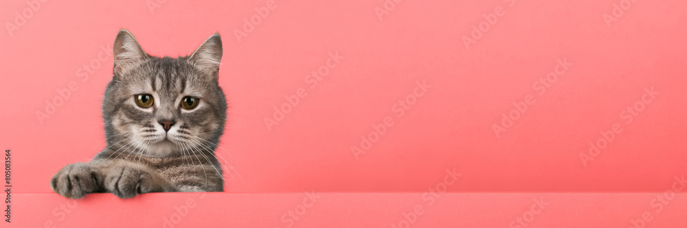 Cute little gray cat, on a yellow background, looks and plays. Buisiness banner, concept, copy space. Cute little gray cat, on a yellow background, looks and plays. Buisiness banner, concept, copy space.