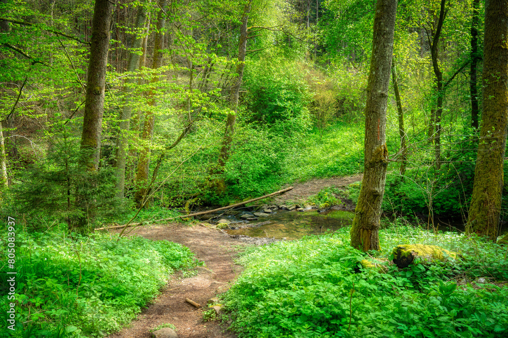 Obraz premium path in the forest