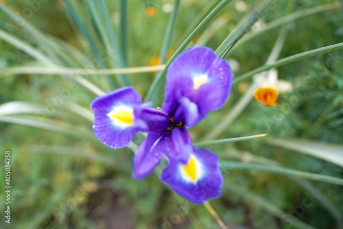 iris flower blue. spring flower. Iris hollandica 'Blue Magic' is a bulbous iris with blue flowers. detail.