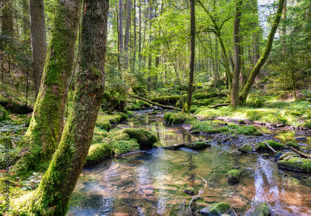 river in the forest river in the forest