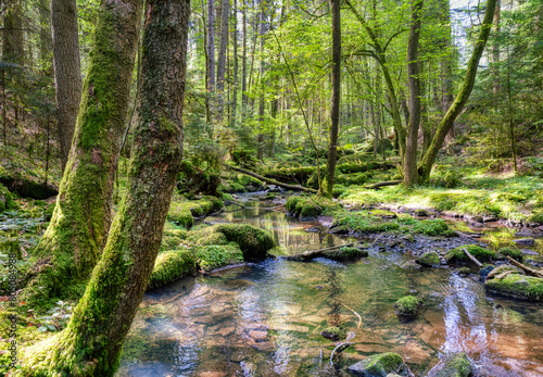 river in the forest