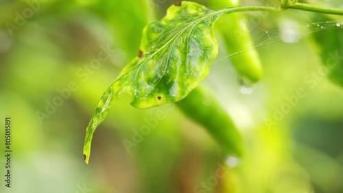 Leaf curl disease in a chili plant caused by virus, geminiviridae, begomovirus, pepper crop health, capsicum  photo