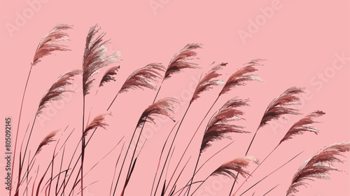 Dry common reeds on pink background Vector style Vector photo