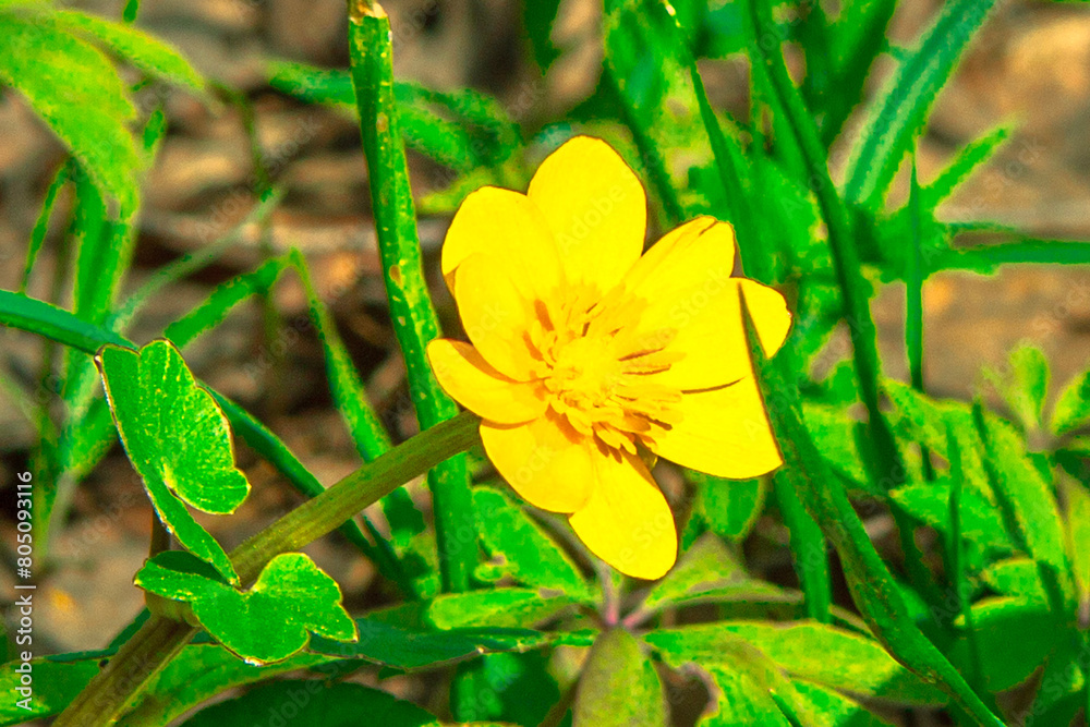 Yellow flowers bloom in spring in the forest. Snowdrops. blue buttercups. Abstract field landscape.spring-summer concept. close-up and blurred forest background. Idyllic nature. orchid flower Yellow flowers bloom in spring in the forest. Snowdrops. blue buttercups. Abstract field landscape.spring-summer concept. close-up and blurred forest background. Idyllic nature. orchid flower