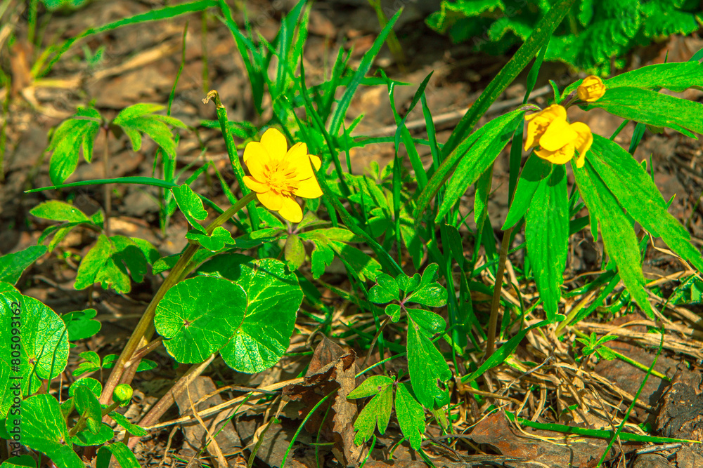 Yellow flowers bloom in spring in the forest. Snowdrops. blue buttercups. Abstract field landscape.spring-summer concept. close-up and blurred forest background. Idyllic nature. orchid flower Yellow flowers bloom in spring in the forest. Snowdrops. blue buttercups. Abstract field landscape.spring-summer concept. close-up and blurred forest background. Idyllic nature. orchid flower